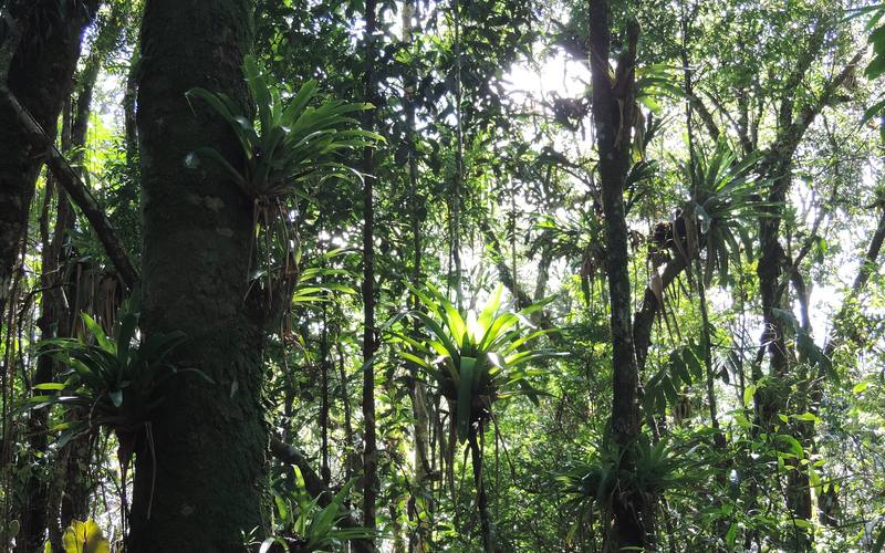 Bosque do Visconde